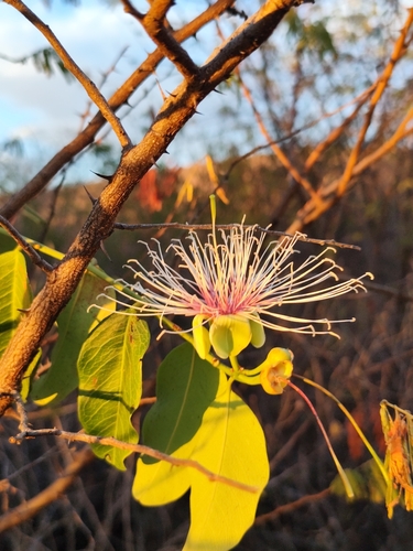 Broadleaf caper