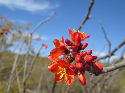 Jatropha mollissima