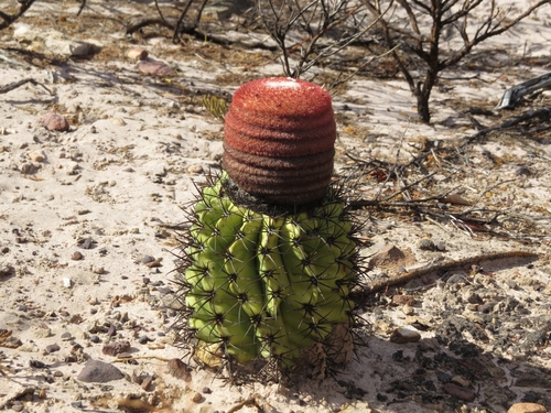 Melocactus zehntneri