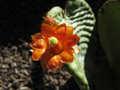 Tacinga inamoena