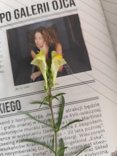common toadflax