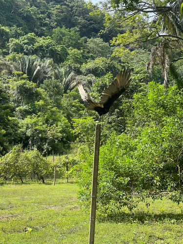 Turkey Vulture