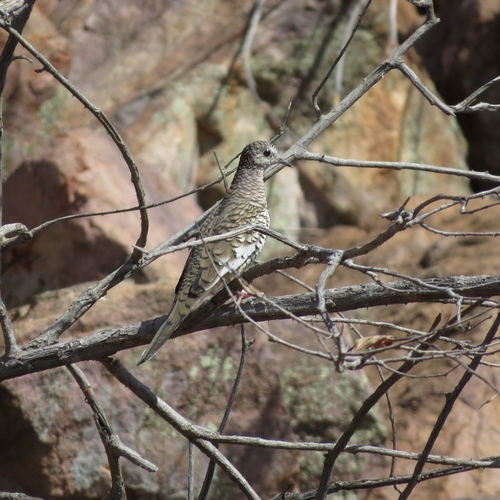 Scaled Dove