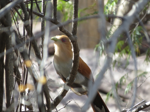 Common Squirrel-Cuckoo