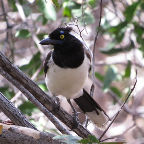 White-naped Jay