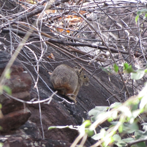 Rock Cavy