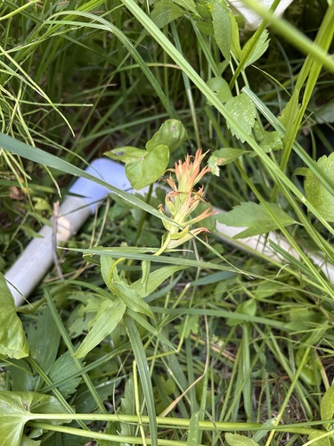 iNaturalist observation photo of giant red paintbrush