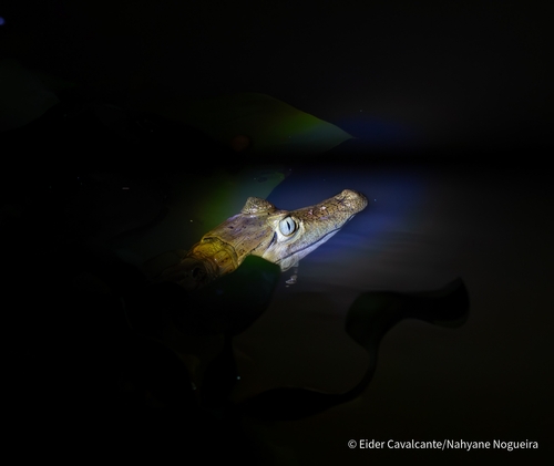 Spectacled Caiman