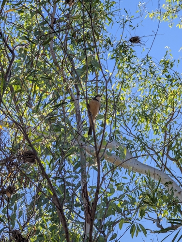 Rufous Whistler