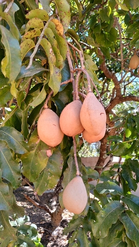 Tonka Bean Tree