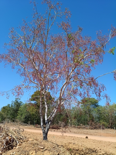 Bowdichia virgilioides
