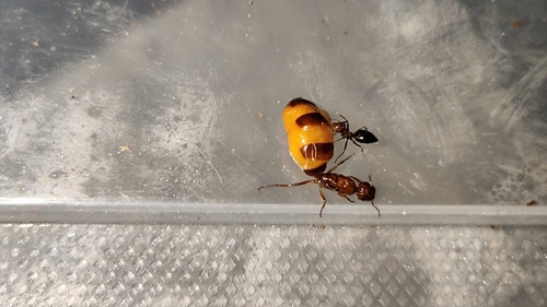 Colobopsis minus