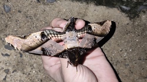 mango hawkmoth