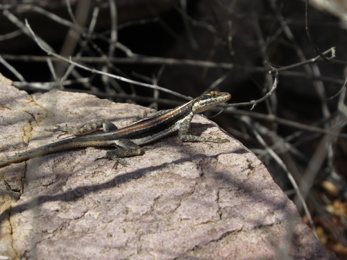Striped Lava Lizard