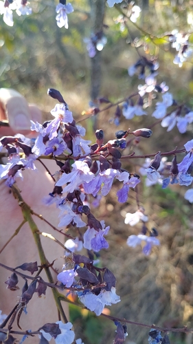 Bowdichia virgilioides