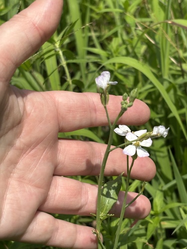 Wild radish