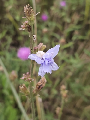 chicory