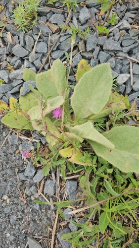great mullein