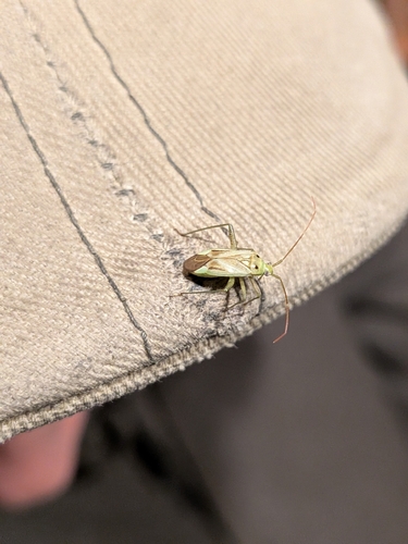 Alfalfa Plant Bug