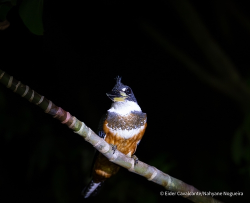 Ringed Kingfisher