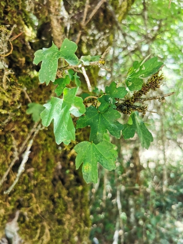 field maple