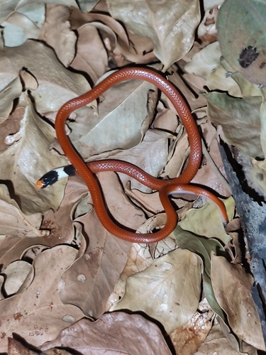 Gomes' Burrowing Snake