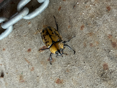 Eastern Hercules Beetle