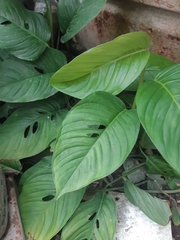 Monstera adansonii image