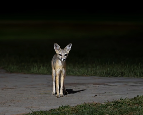 San Joaquin Kit Fox observed by trailblazr