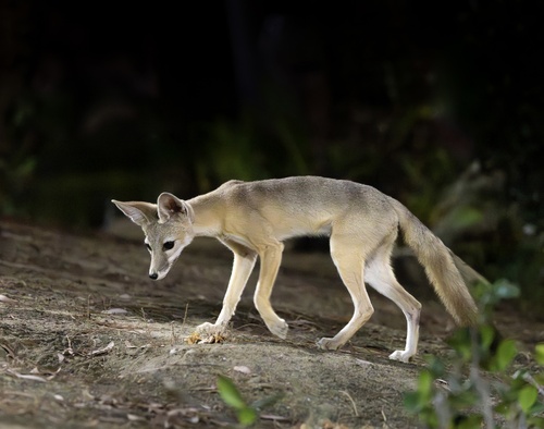 San Joaquin Kit Fox observed by trailblazr