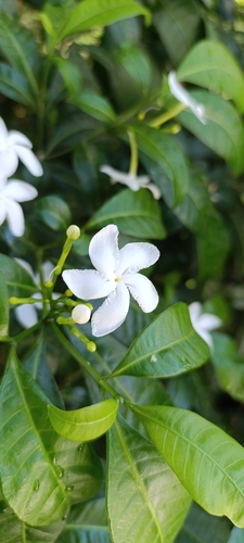 Crepe Jasmine