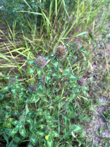 Red Clover