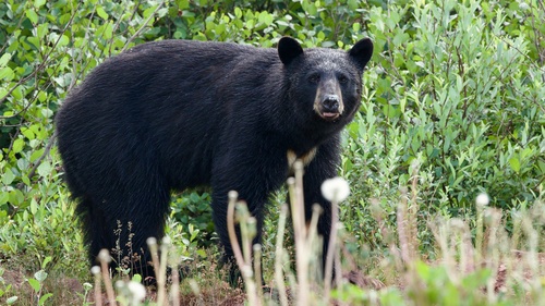 American Black Bear