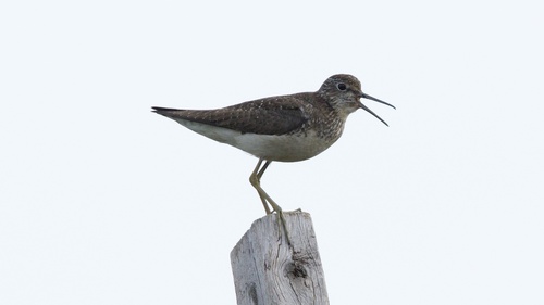 Solitary Sandpiper