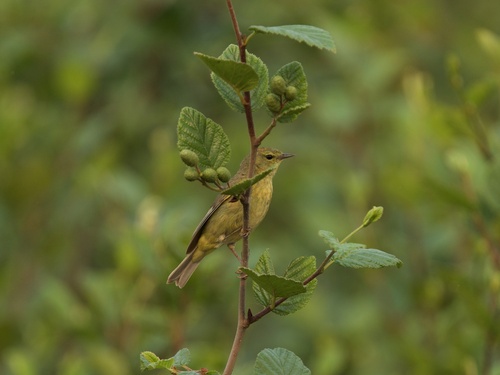 Orange-crowned Warbler