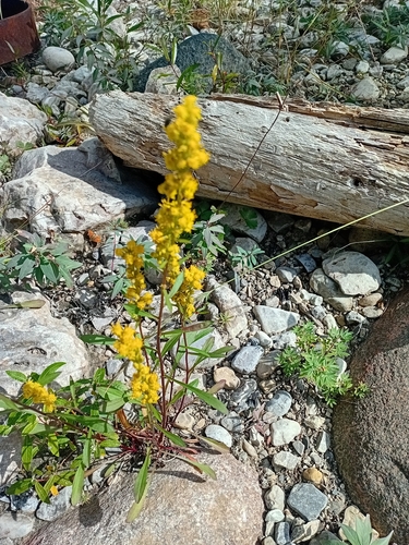 Western Sticky Goldenrod
