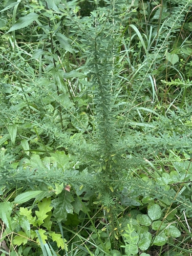 Chinese bushclover
