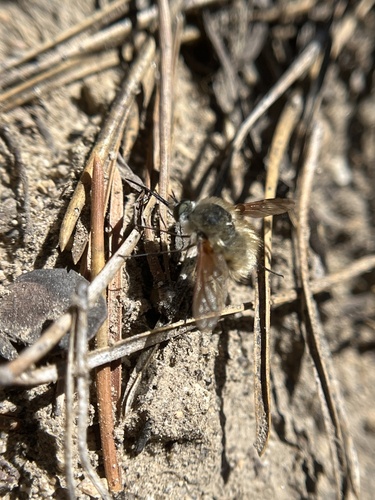 iNaturalist observation photo of Lordotus
