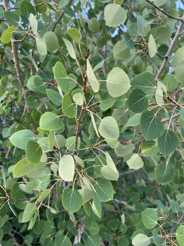 quaking aspen