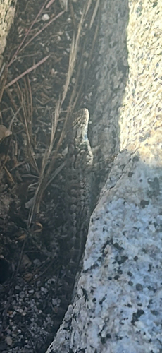 iNaturalist observation photo of Spiny Lizards