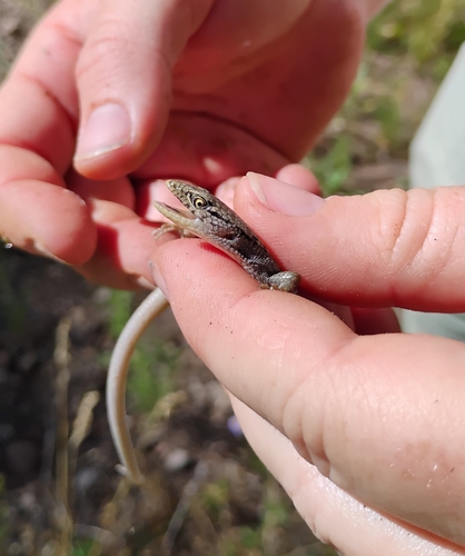 iNaturalist observation photo of Southern Alligator Lizard