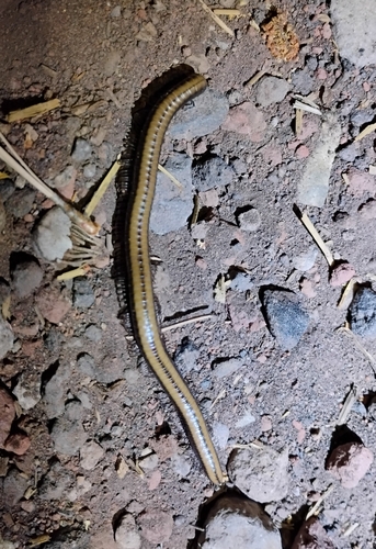 iNaturalist observation photo of Yosemite Millipede