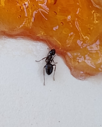 iNaturalist observation photo of Ants