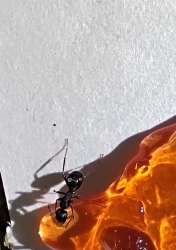 iNaturalist observation photo of Formicine Ants