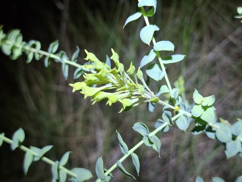 Comesperma secundum oligotrichum