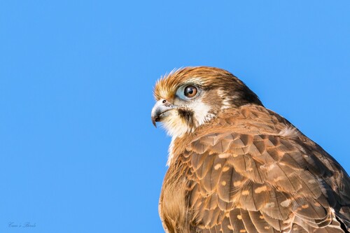 Brown Falcon