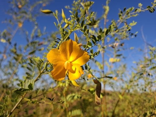 Cassia Butterfly Bush