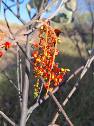 Grevillea byrnesii