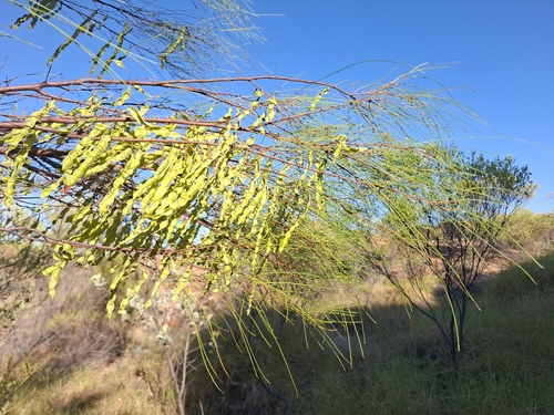 Acacia jasperensis