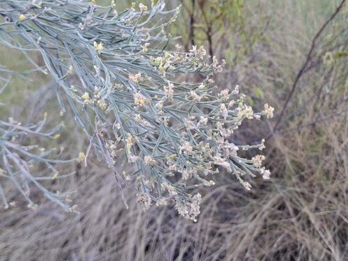 Jacksonia forrestii
